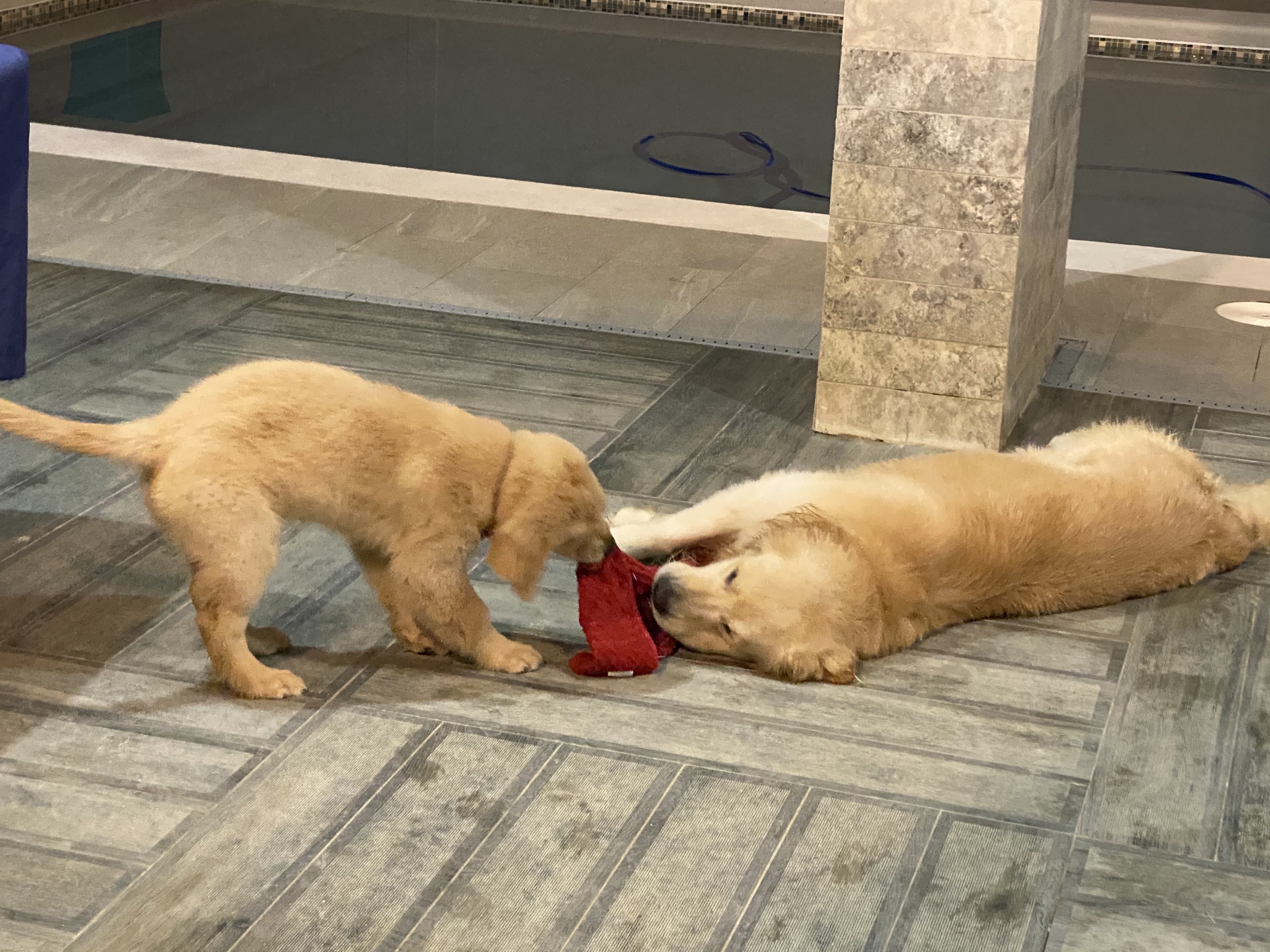 Prism's Caribbean Girl Power, bowen