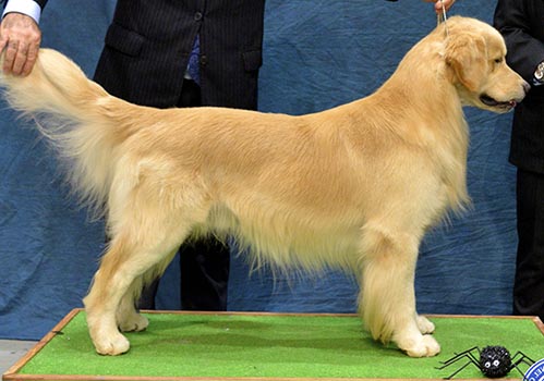 caribbean golden retrievers, Lakewood's Caribbean Sea Dog at the Helm, Capitan
