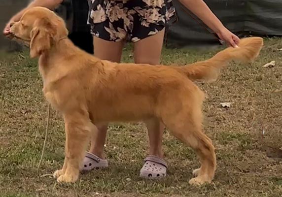 Questan’s Caribbean A Peony For Your Thoughts, freud