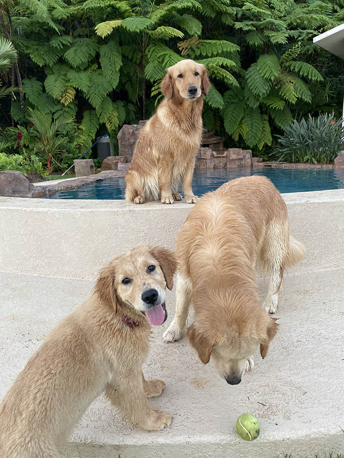 caribbean golden retrievers in puerto rico