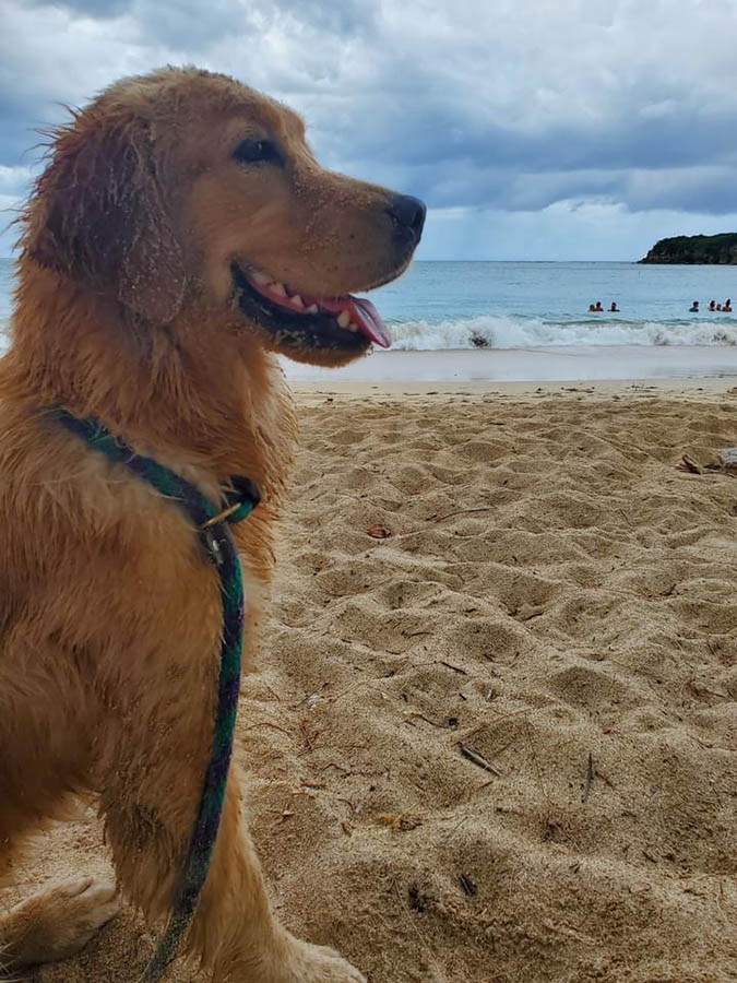 caribbean golden retrievers in puerto rico
