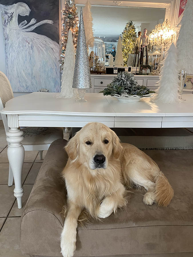 caribbean golden retrievers in puerto rico