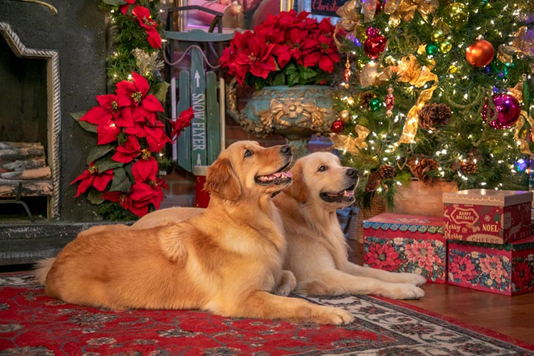 caribbean golden retrievers in puerto rico