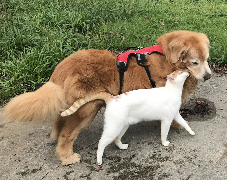 Caribbeans Last Treasure milo