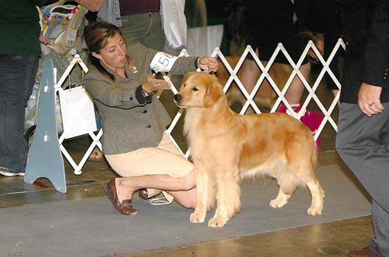 CH Foxfire Master's Winner Takes All canela