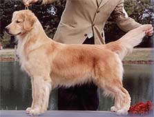 caribbean golden retrievers, canela
