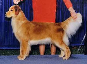 ginger, aka Intl (FCI) CH, PR CH Master's Caribbean Ginger CD JH CGC