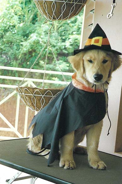 ginger caribbean golden retrievers in puerto rico