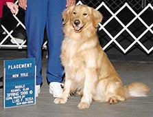 caribbean golden retrievers, homeboy