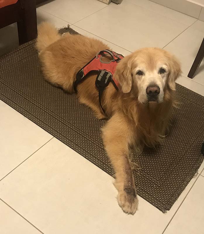 Caribbeans Last Treasure milo