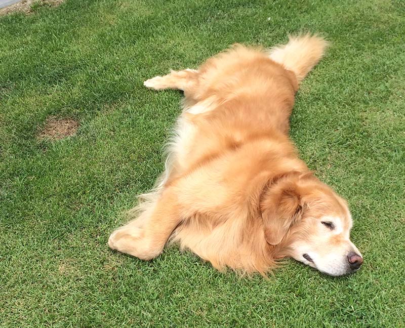 Caribbeans Last Treasure milo