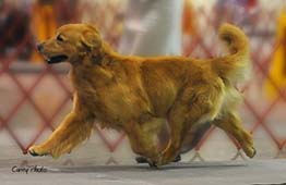 caribbean golden retrievers, thunder