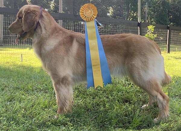 Prism's Caribbean Leap into the Waves CD new cca