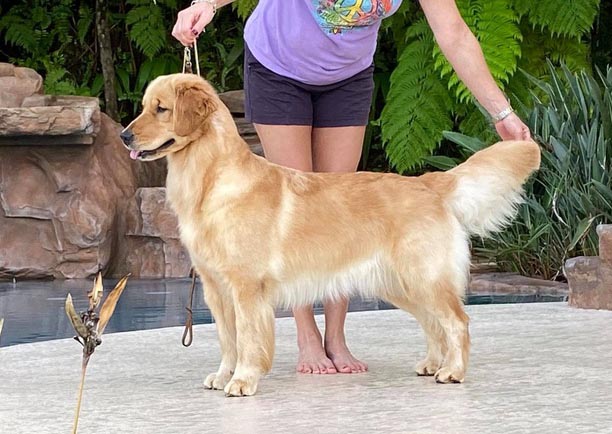 Prism's Caribbean Leap into the Waves CD,  caribbean golden retrievers in puerto rico